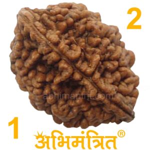 2-Mukhi-Rudraksha