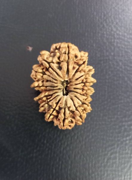 16 mukhi rudraksha