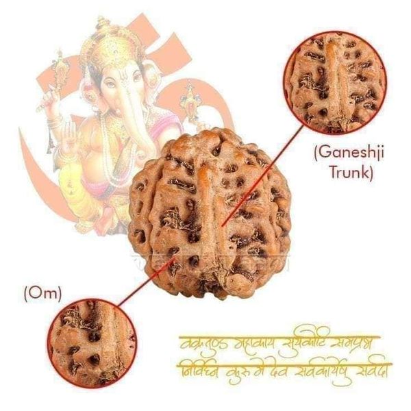 8 mukhi rudraksha