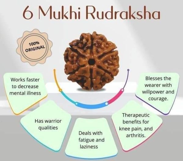 six mukhi rudraksha